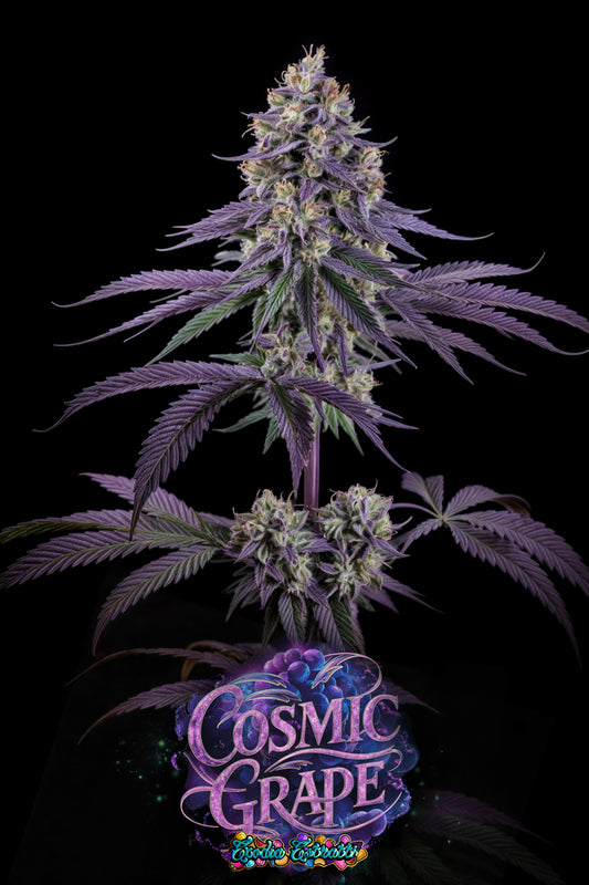 🌌 🍇 Cosmic Grape - Premium CBD Strain