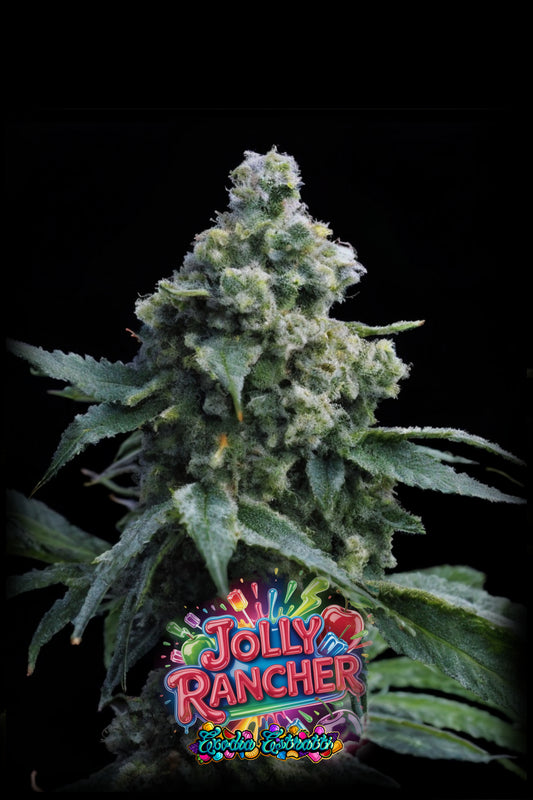 🍬⛽ Jolly Rancher