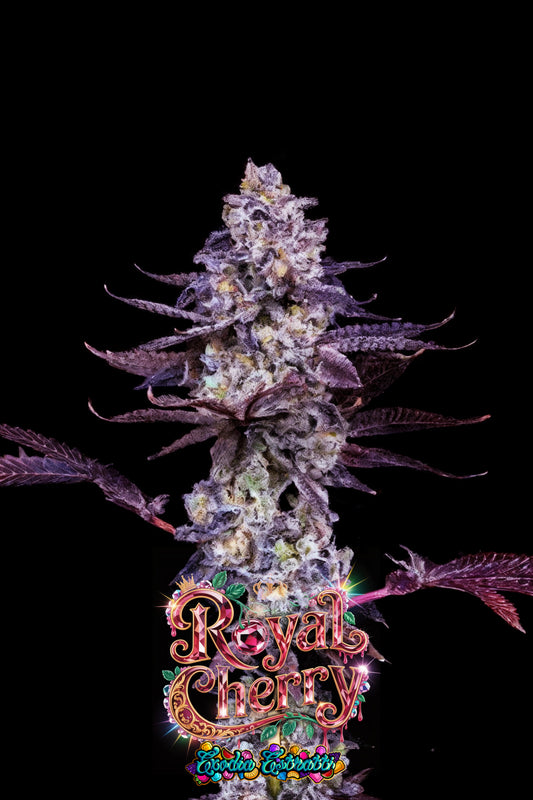 🍒👑 Royal Cherry