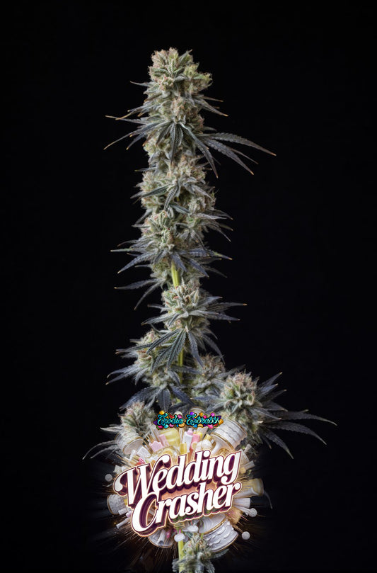 🎂💥Wedding Crasher