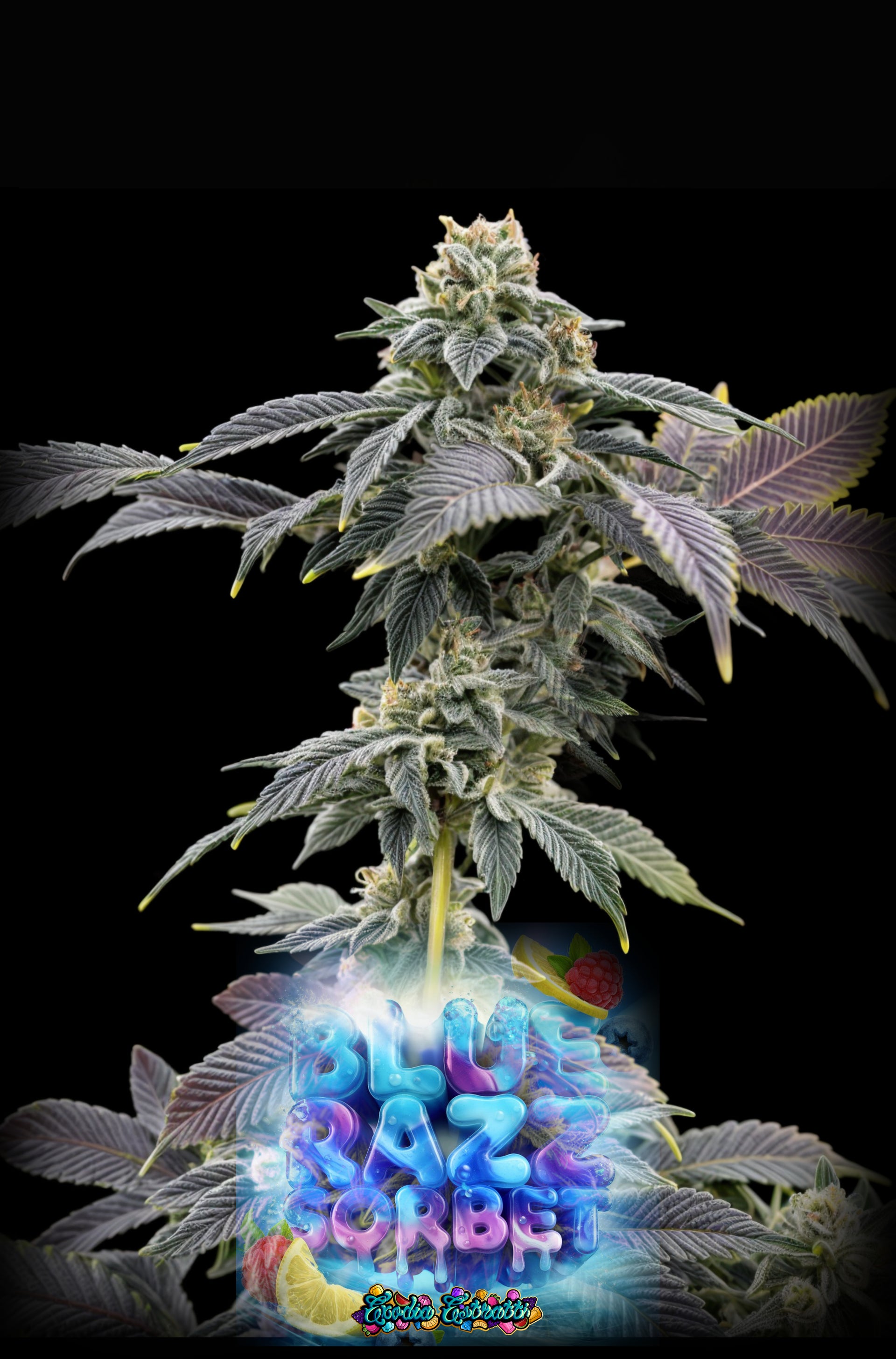 🍓🧊 Blue Razz Sorbet